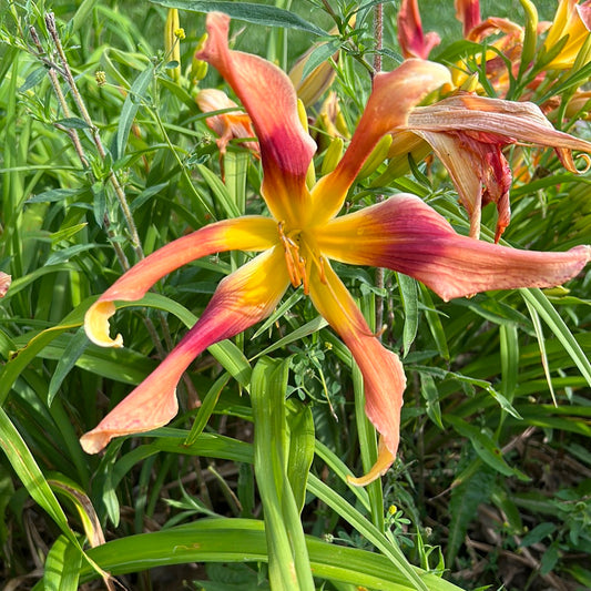 Wild And Wonderful, Perennial Daylily