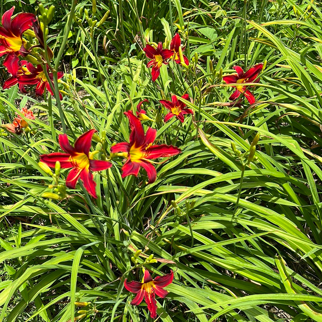 Hummingbird, perennial Daylily