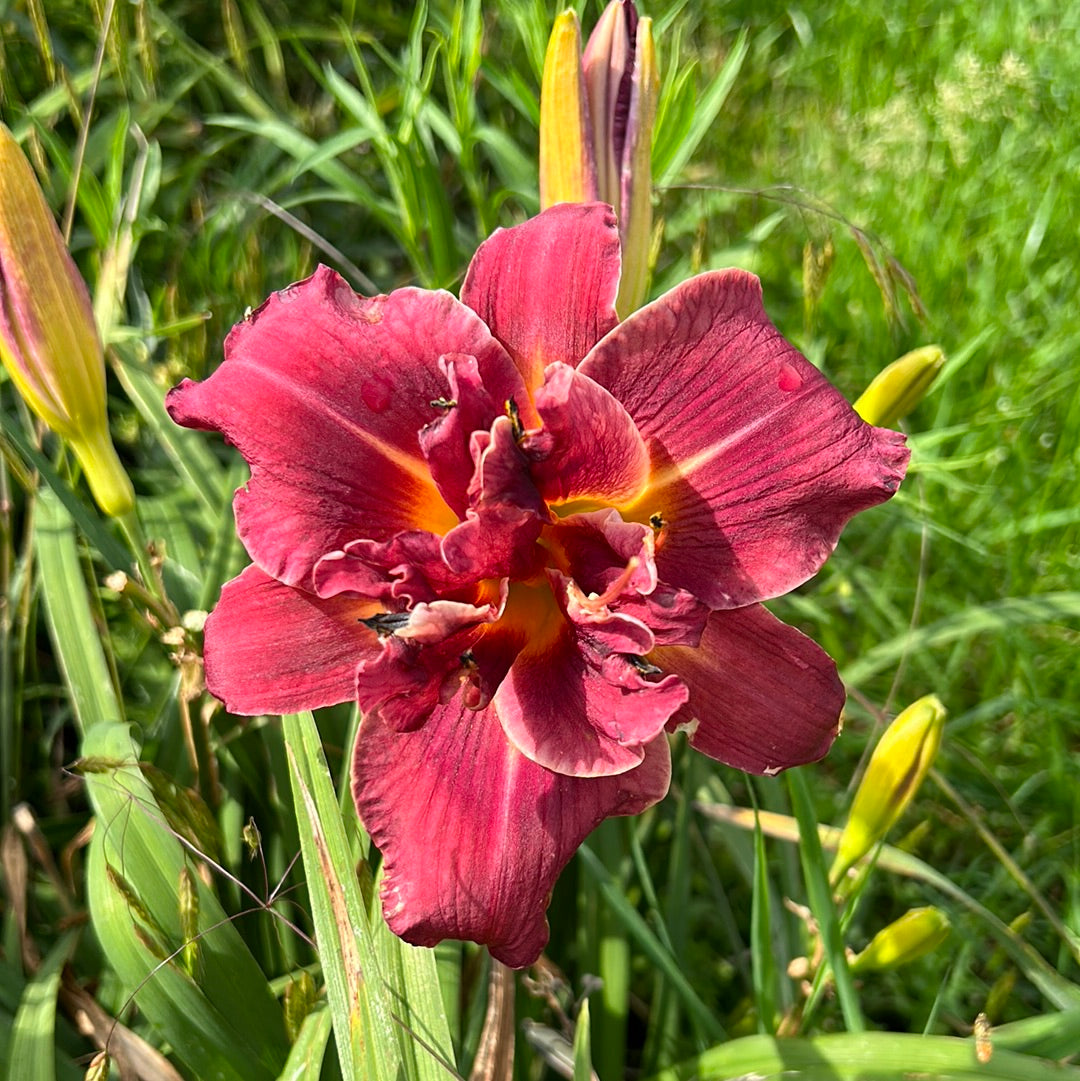 Solid Mahogany Daylily Perennial Plant