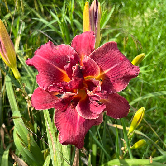 Solid Mahogany Daylily Perennial Plant