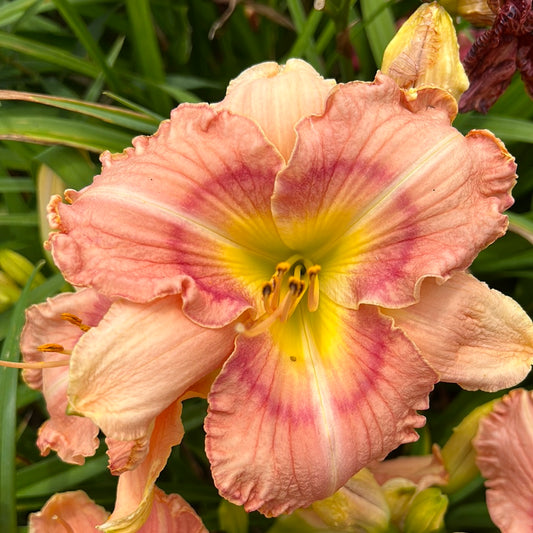 Pick of the litter, perennial Daylily