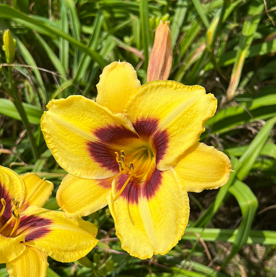 Don Stevens, perennial Daylily