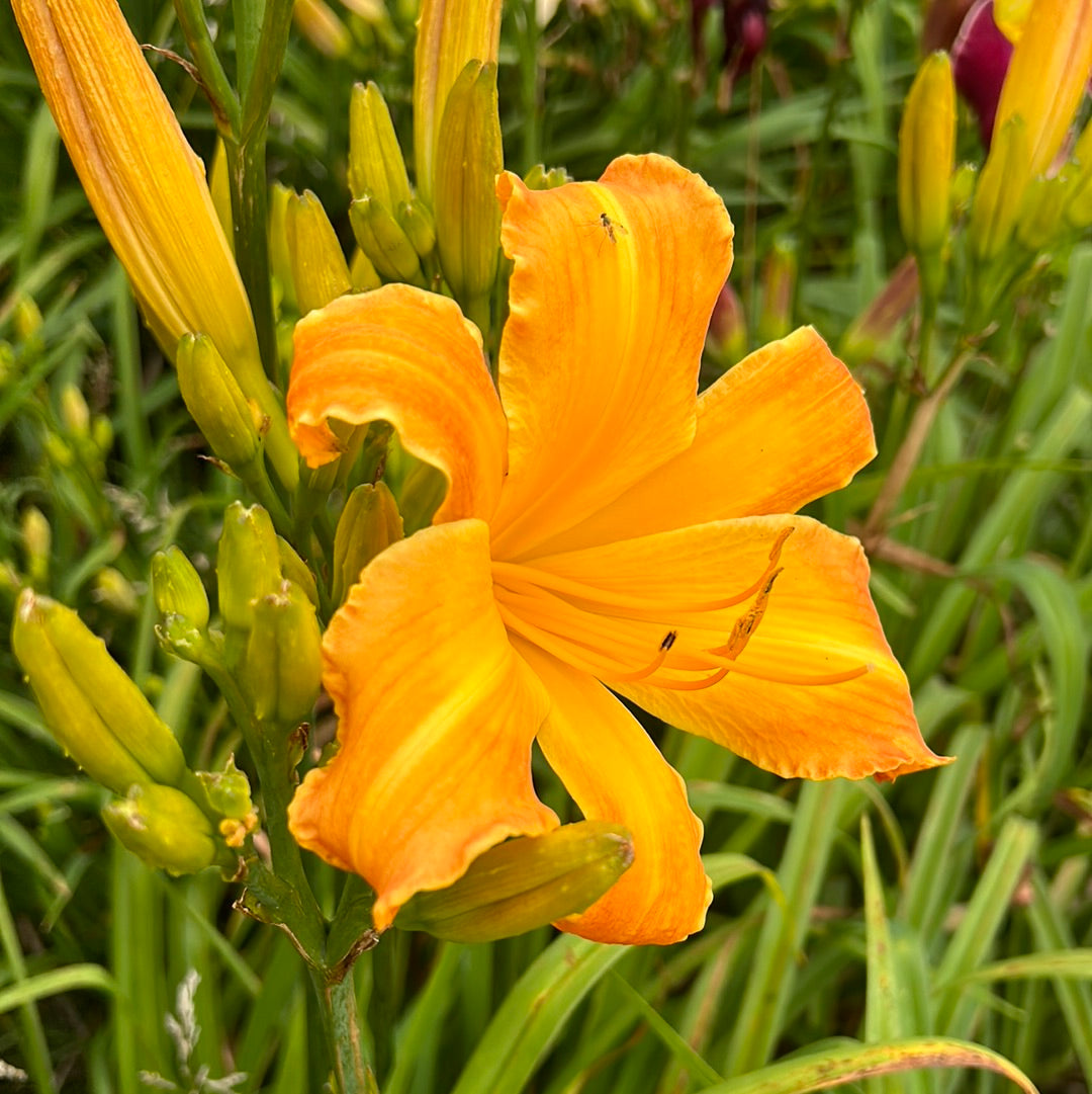 Highland pinched fingers, perennial Daylily