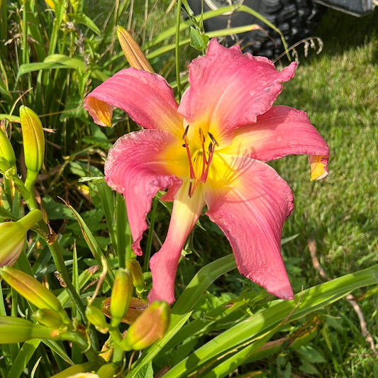 Neon flamingo, perennial Daylily