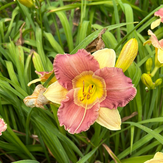 George Jets on, perennial Daylily