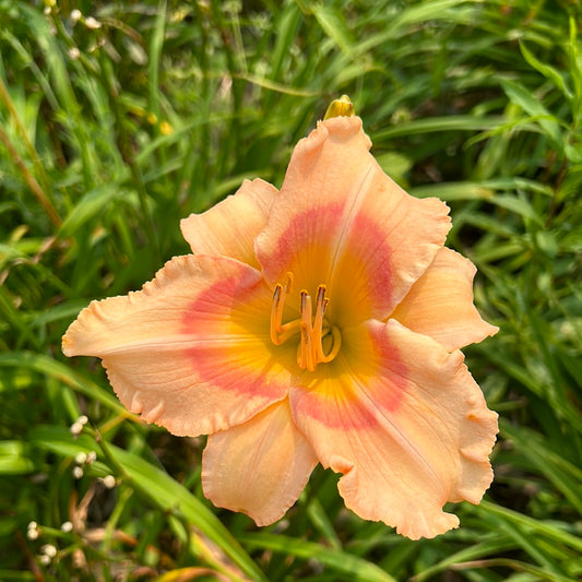 Take me along, perennial Daylily