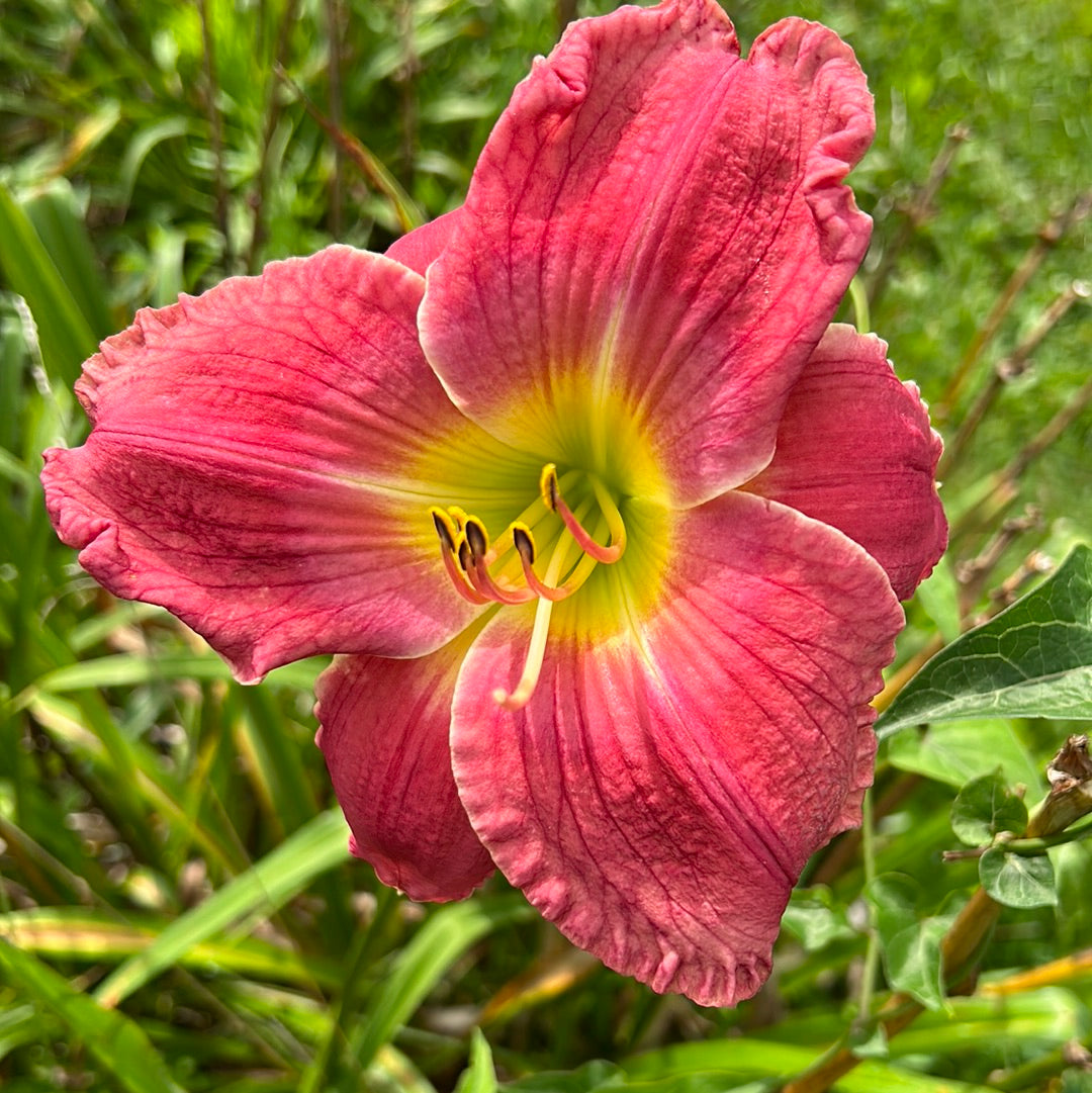 Women seeking men, perennial Daylily