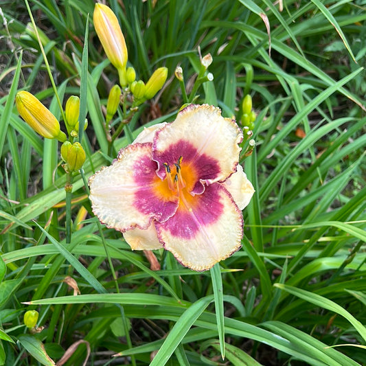 Alaqua, perennial Daylily