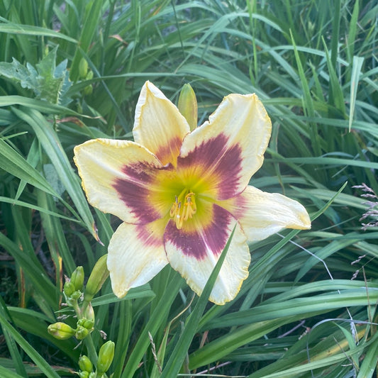 Heavenly Dark Matter Perennial Daylily