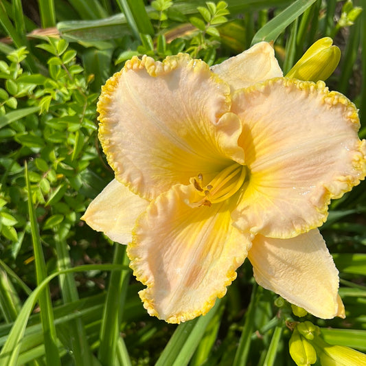 Never been kissed, perennial Daylily