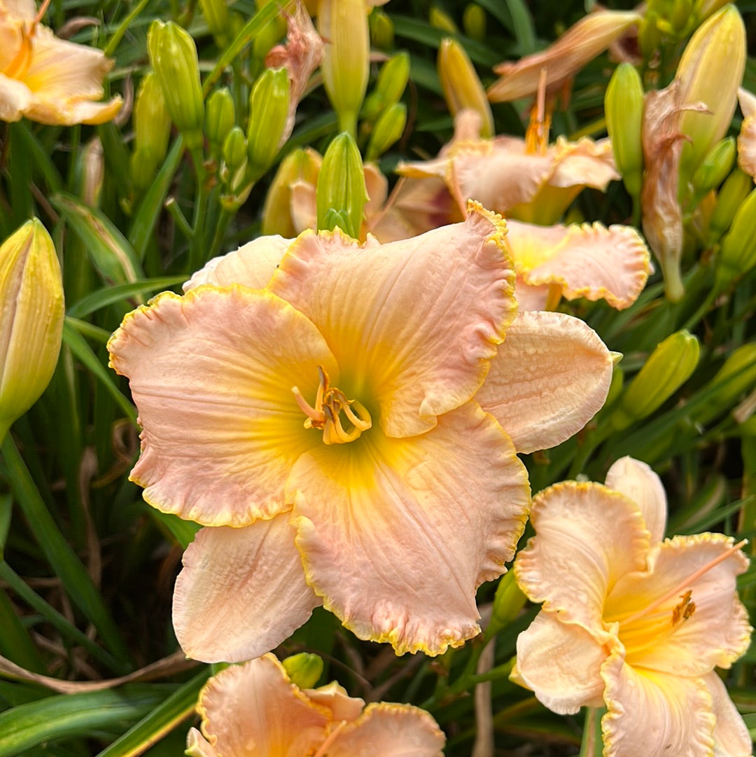 Belle of Ashwood Daylily Perennial Plant