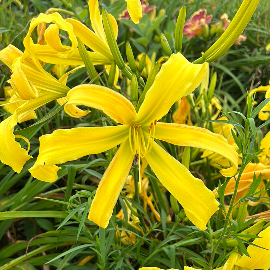 Curly cinnamon windmill, perennial Daylily