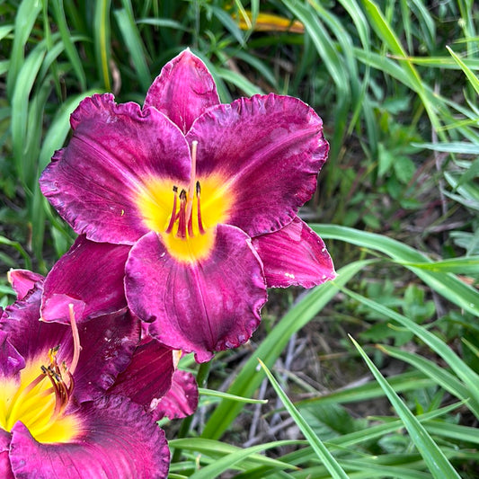 Mephistopheles, perennial Daylily