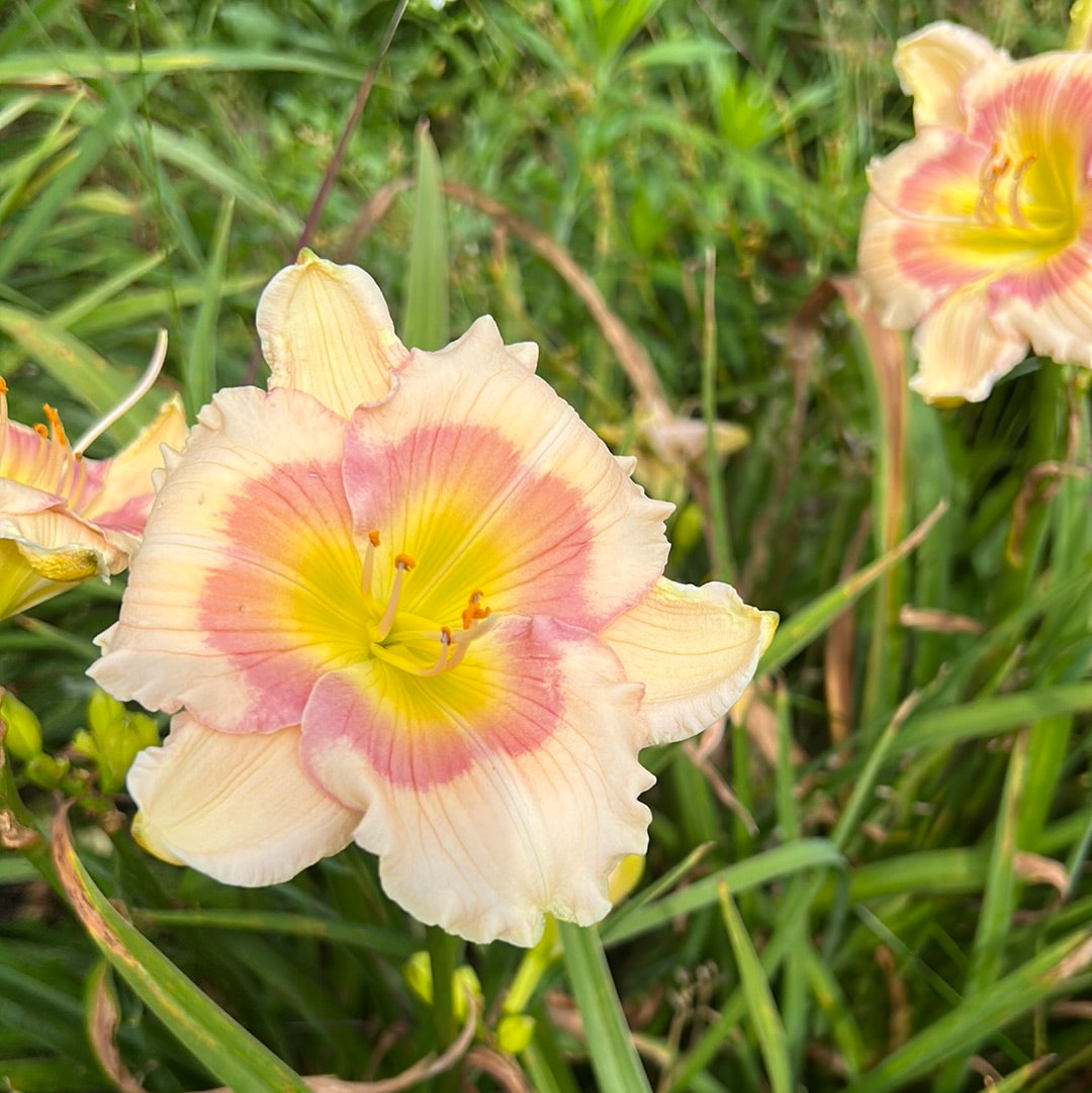 Forsyth debutante, perennial Daylily