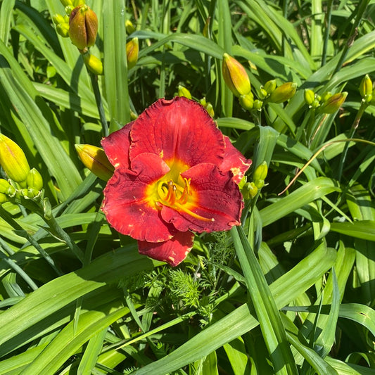 Red Grail, perennial Daylily