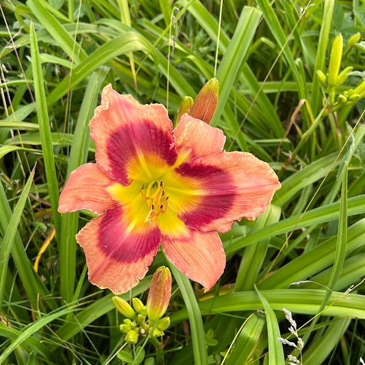 Carnival in Mexico, perennial Daylily