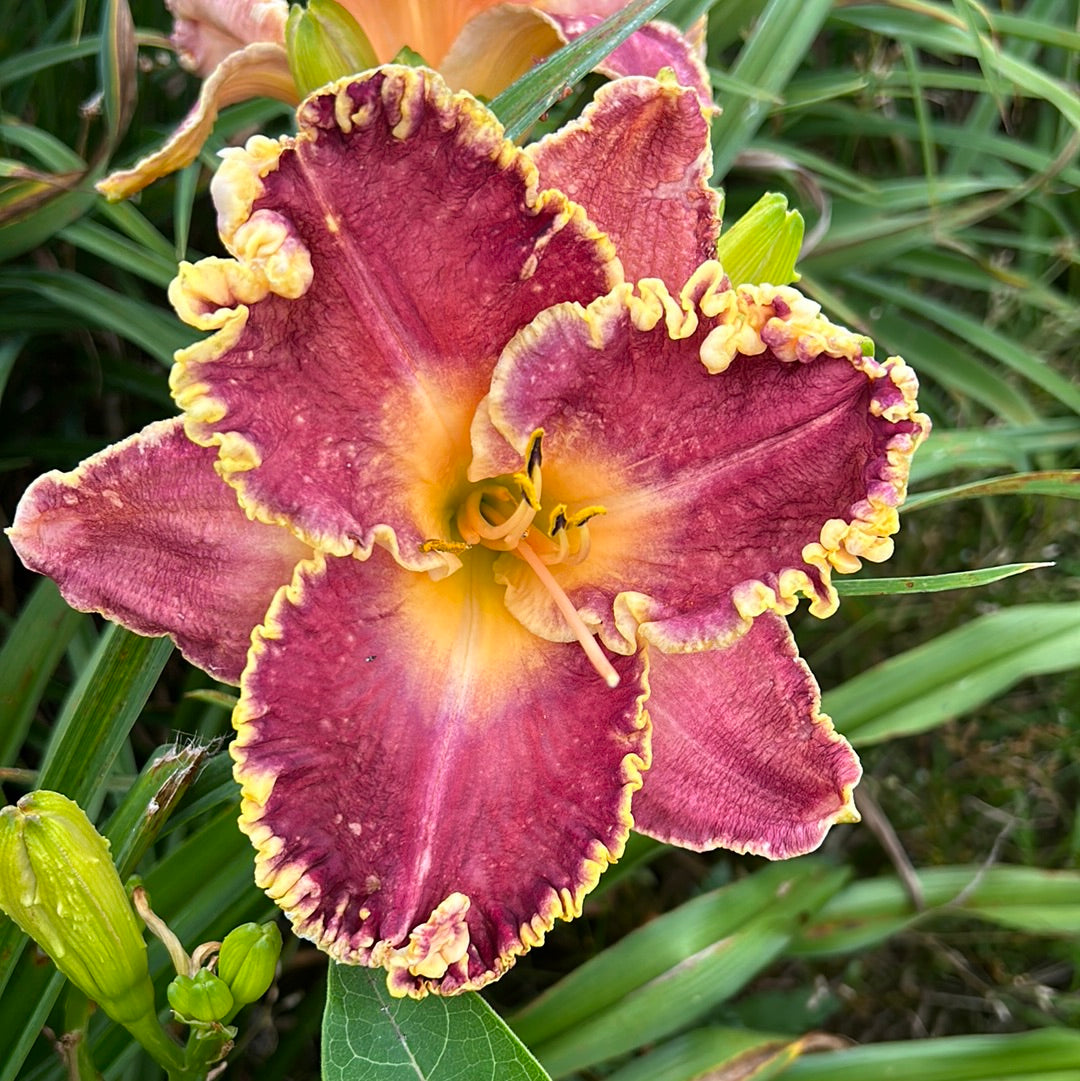 Cory Tipple, perennial Daylily