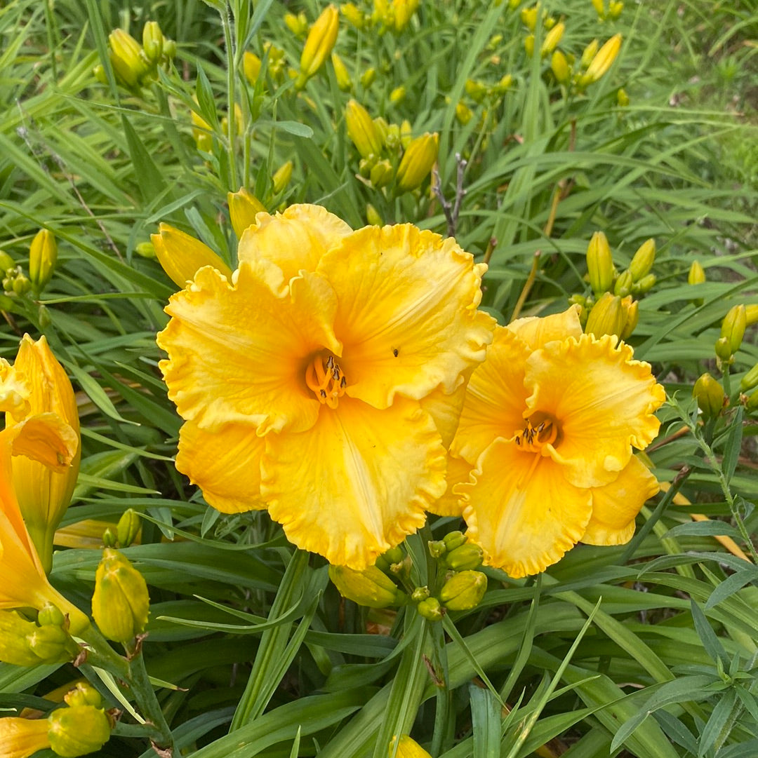 Bill Norris, perennial Daylily