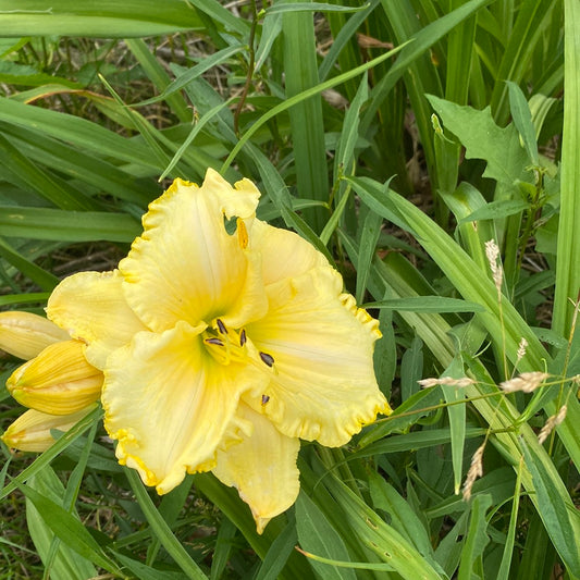 Lemon parchment, perennial Daylily