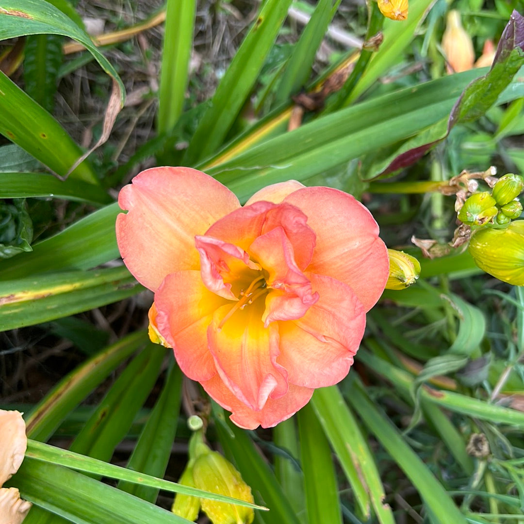 Frances Joiner, perennial Daylily