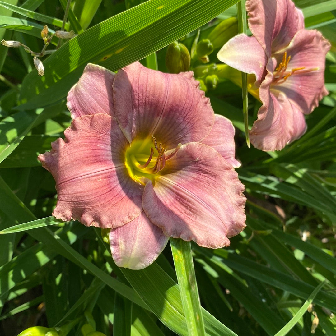 Little blue gill, perennial Daylily