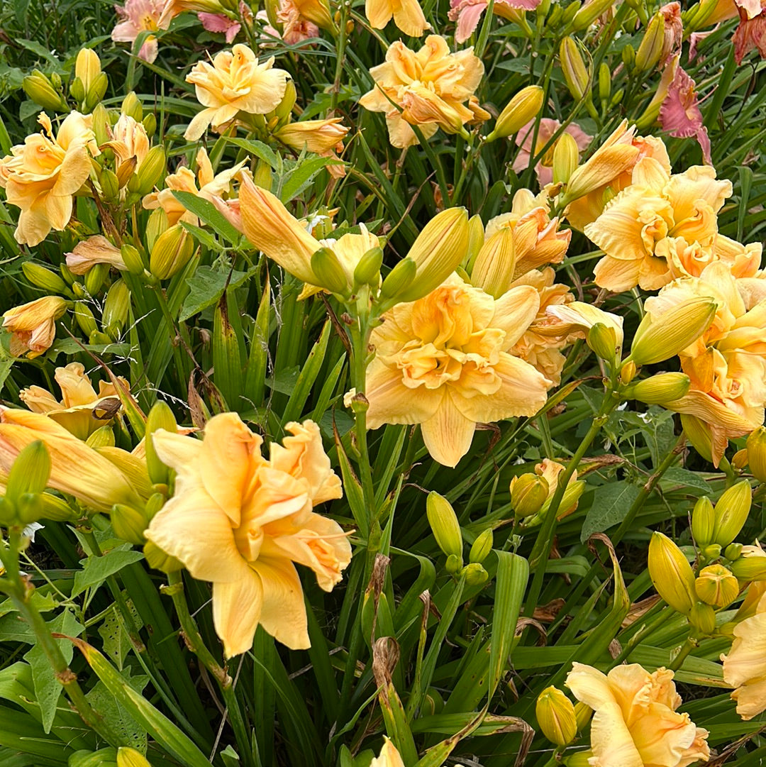 Kathy Rood, perennial Daylily