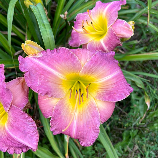 Bruce the remarkable, perennial Daylily