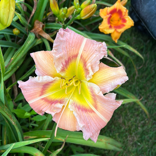 Royal butterfly, perennial Daylily