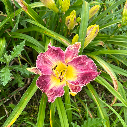 Seraglio, perennial Daylily