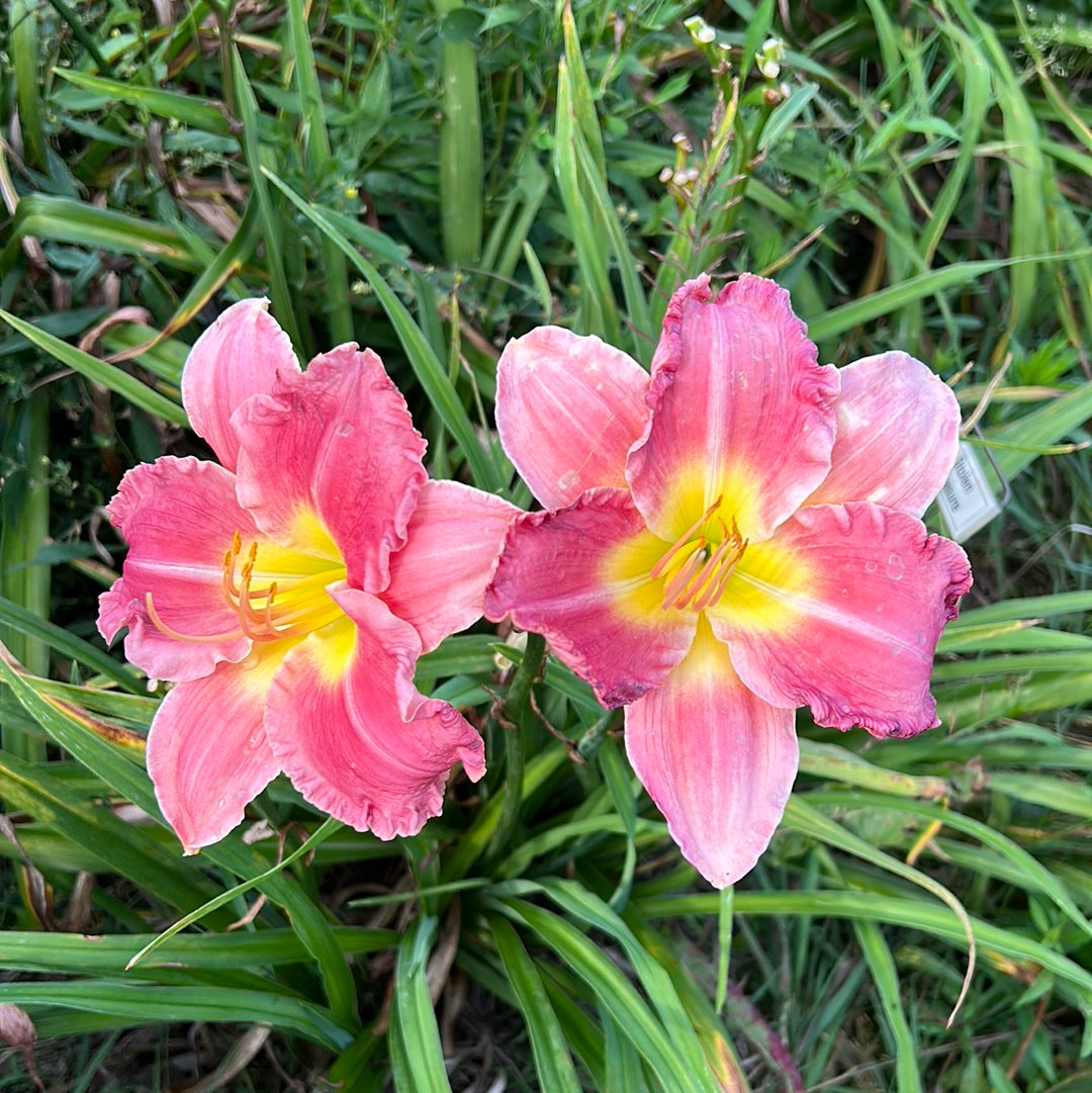 Stolen Treasure, perennial Daylily