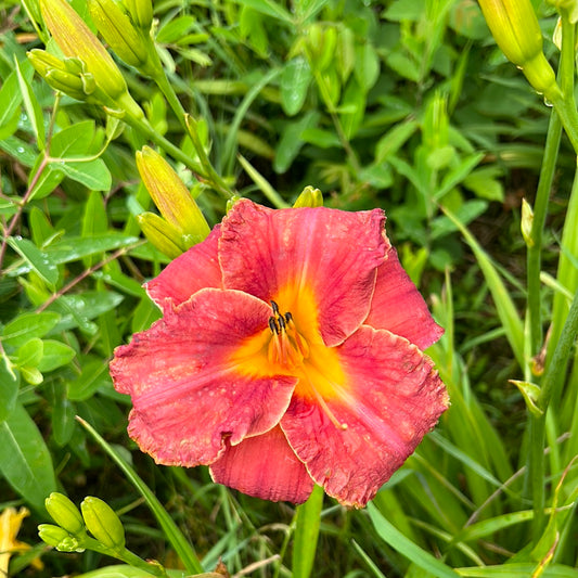 Red challenger, perennial Daylily