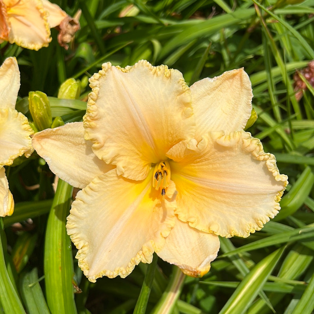 Pearl Harbor, perennial Daylily