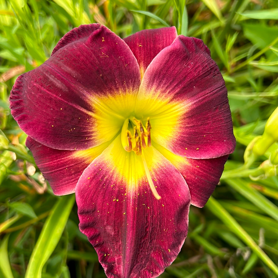 Regal Finale Perennial Daylily Plant