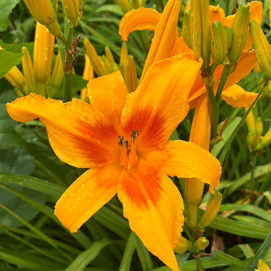 Orange splash, perennial Daylily