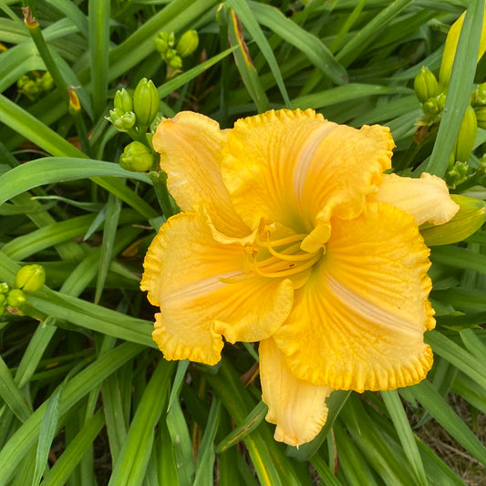 Sheri Lane Carr, perennial Daylily