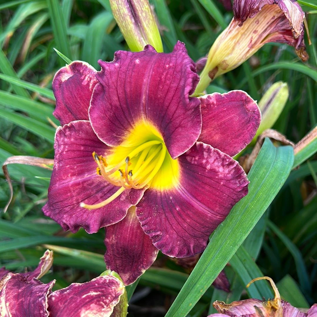 Rue Madeline, perennial Daylily – Daylilies on the Prairie