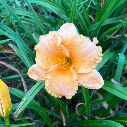 Frequent comment, perennial Daylily