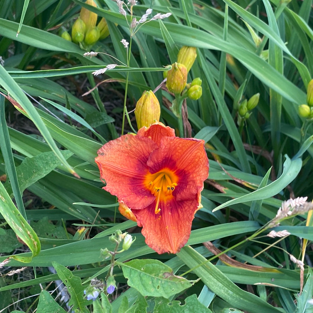 Copper Penny, perennial Daylily