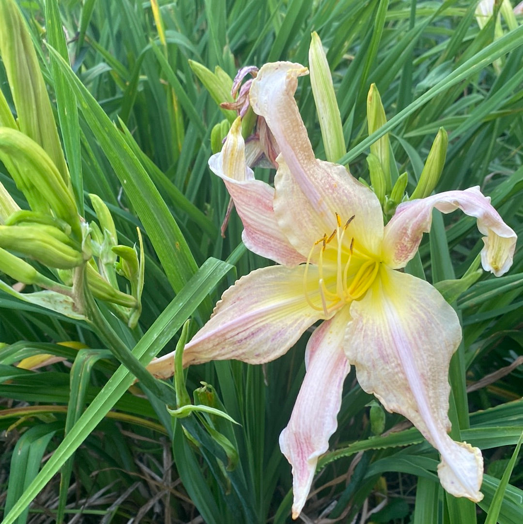 Lily Munster, perennial Daylily