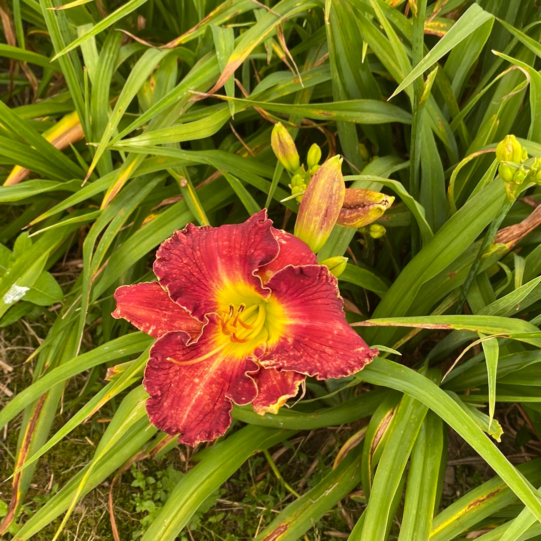 Passion district, perennial Daylily