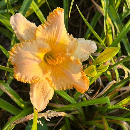 Message of love, perennial Daylily