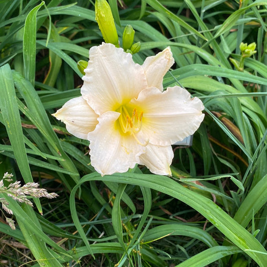 Lullabye Baby, perennial daylily