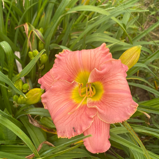 Janet Benz, perennial Daylily