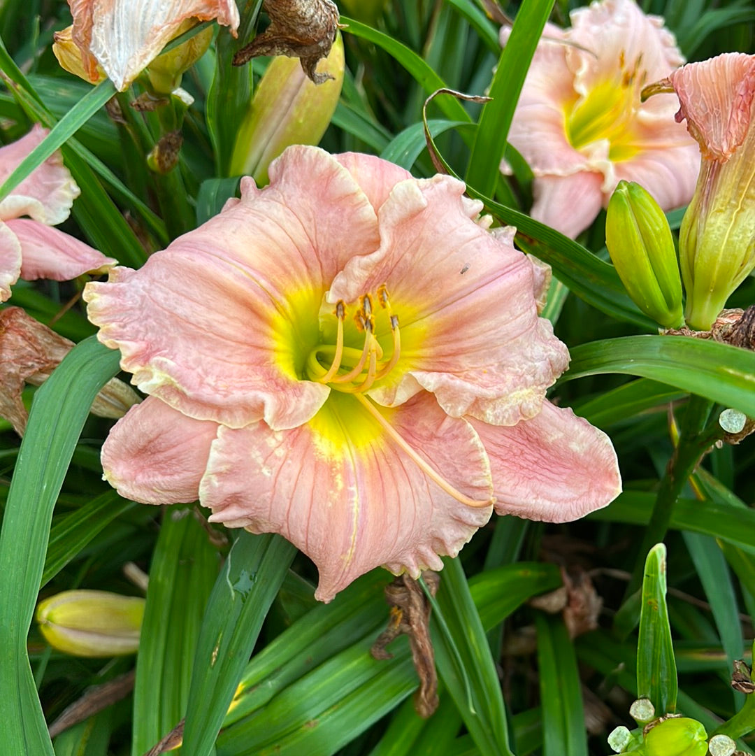 Arc of doves, perennial Daylily