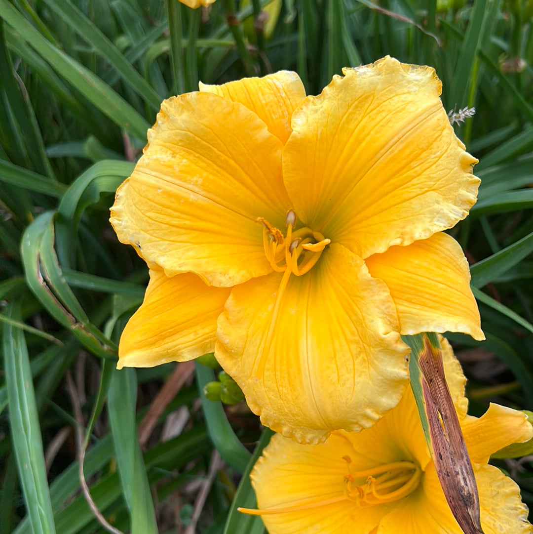 Forty carats , perennial Daylily.