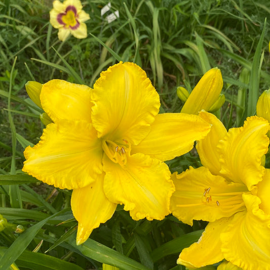 Lemon Electra, perennial Daylily