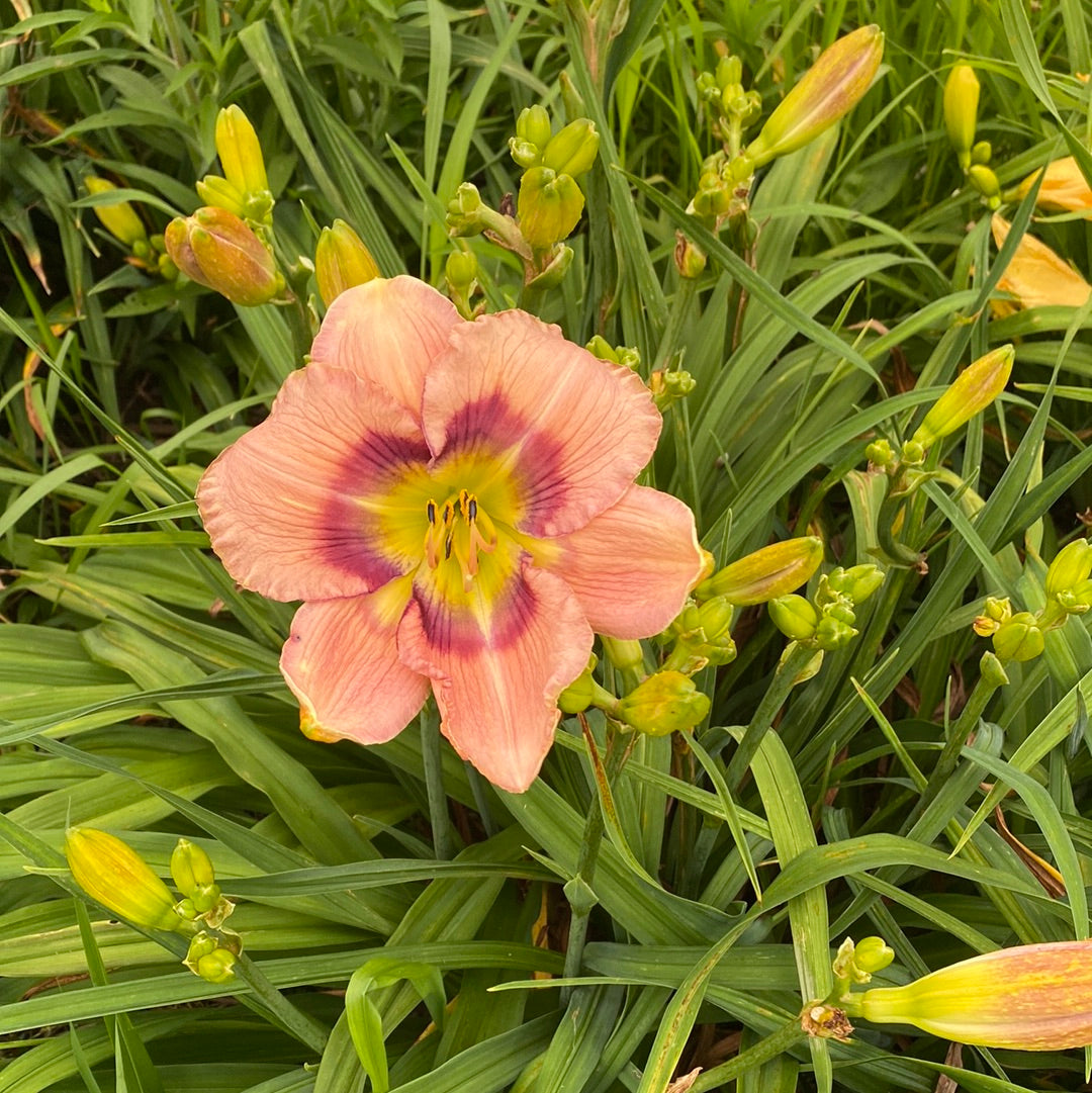 Rainbow eyes, perennial Daylily