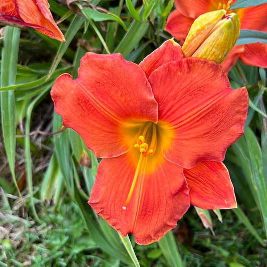 Red step ahead, perennial Daylily