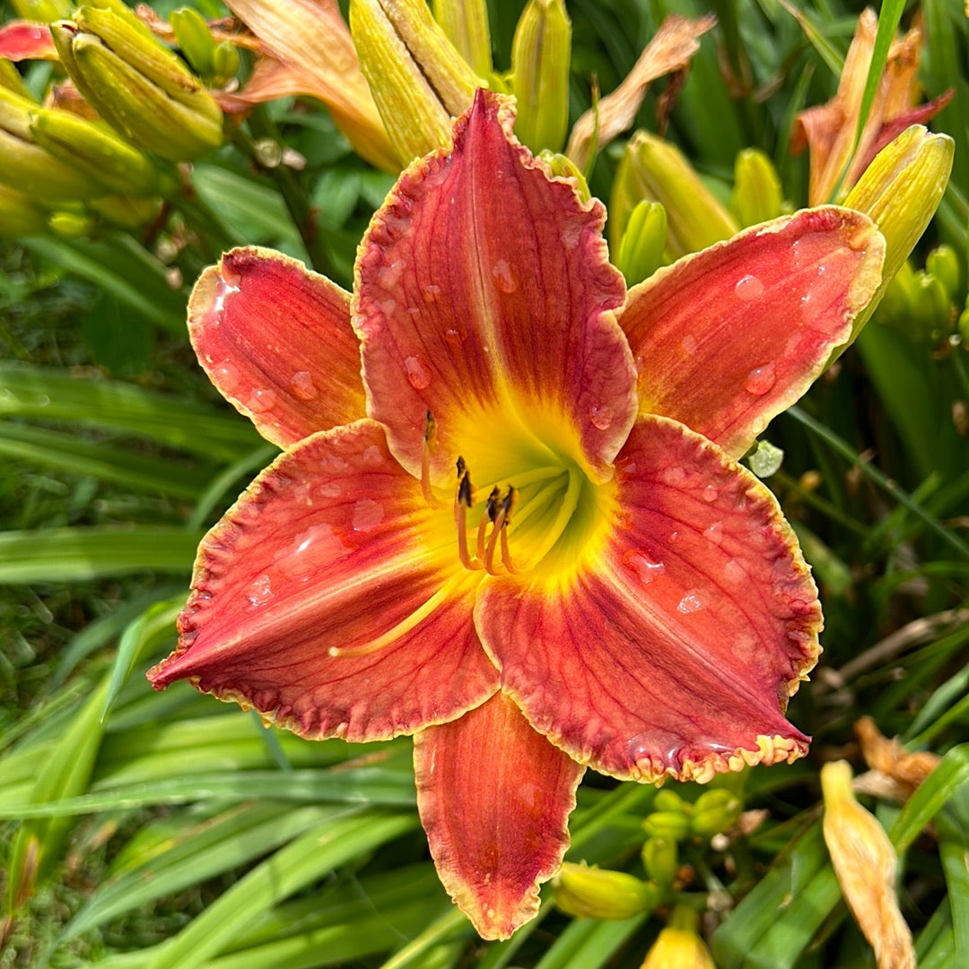 Startling legacy, perennial Daylily