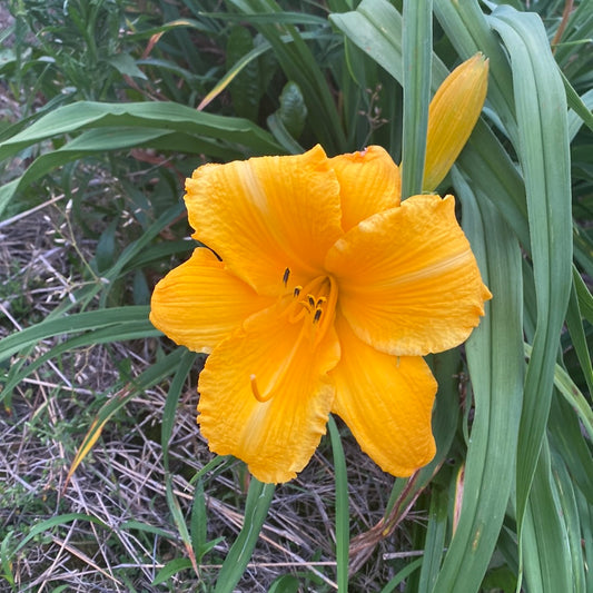 Mary’s gold, perennial Daylily